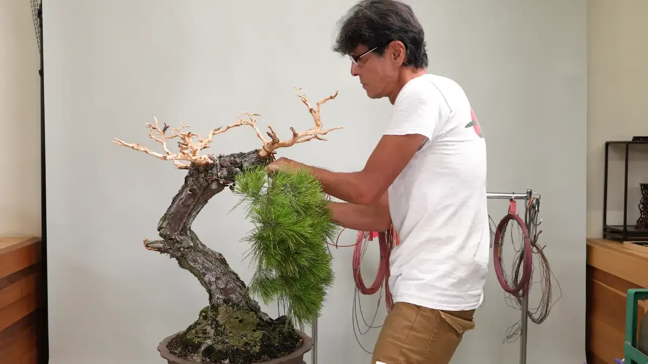 BONSAI JOURNEYの教材で、黒松の枝下げ・整姿を行う平松浩二先生